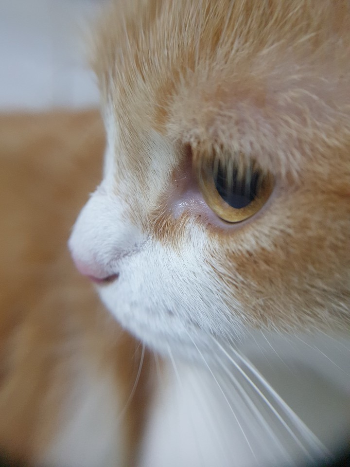Angry cat