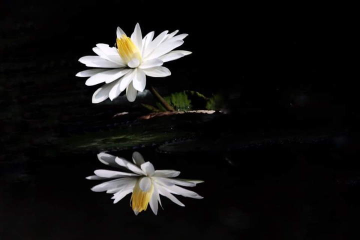 Reflection