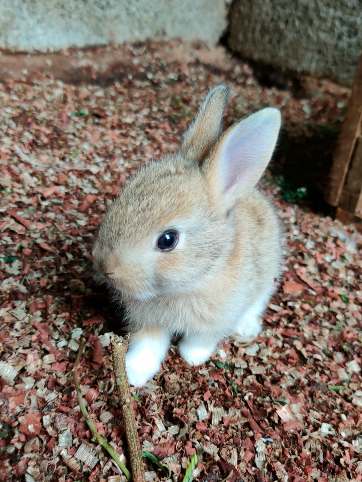 Little rabbit