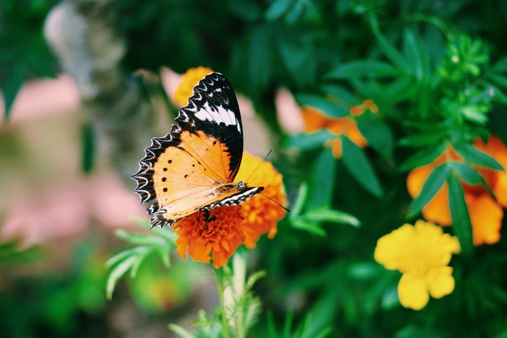 Butterfly Magic