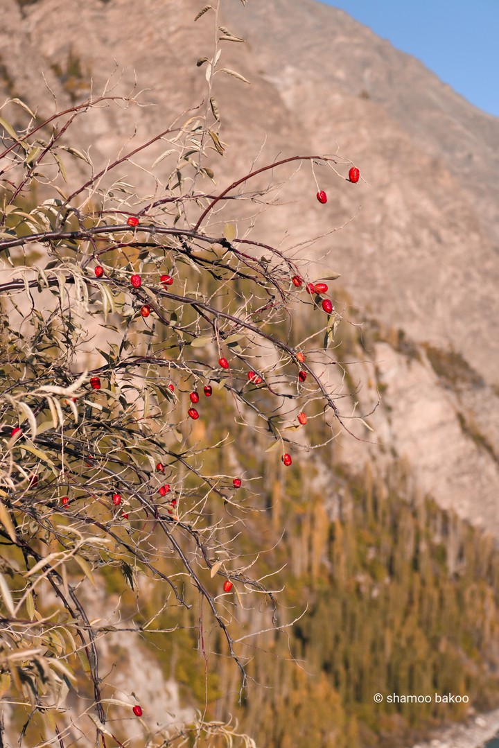 berries