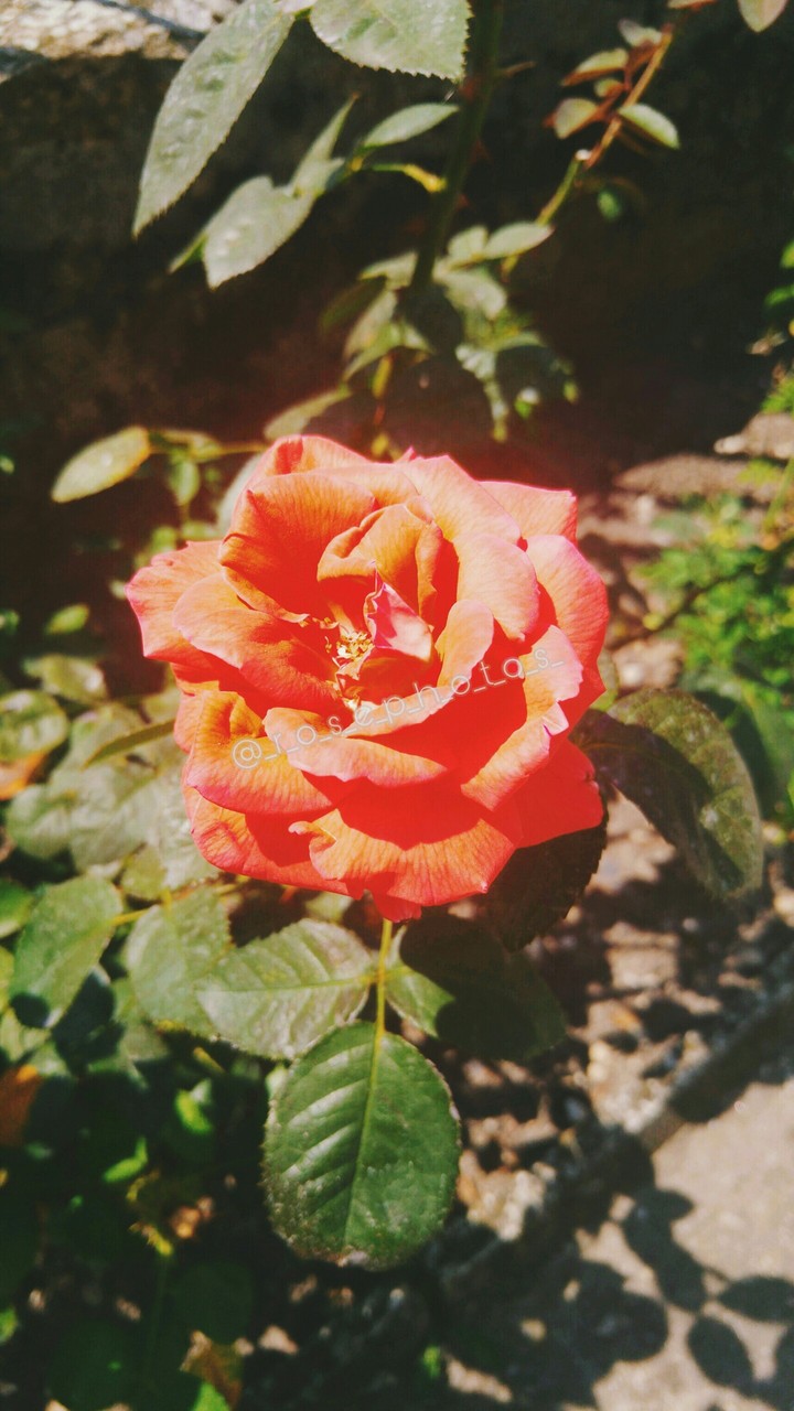 rose