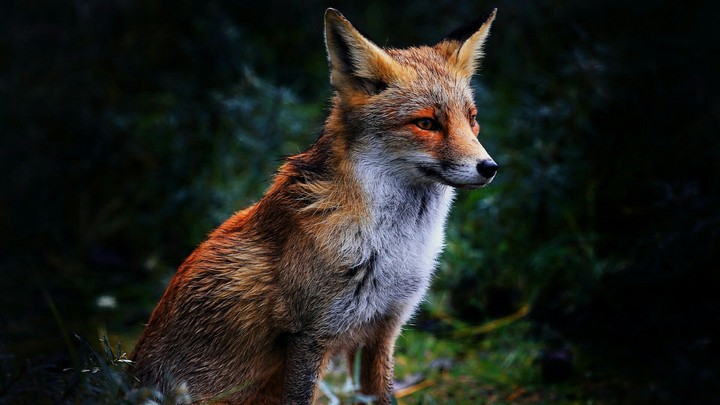 Fox