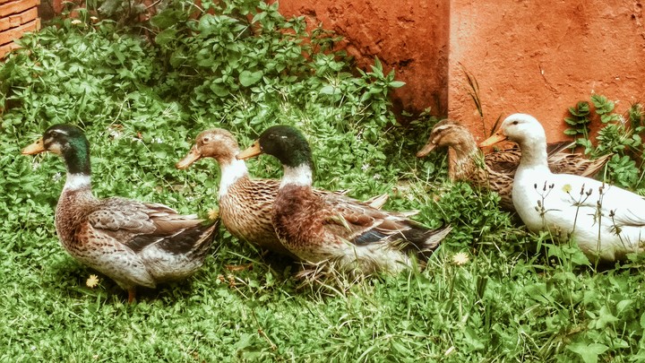 canards