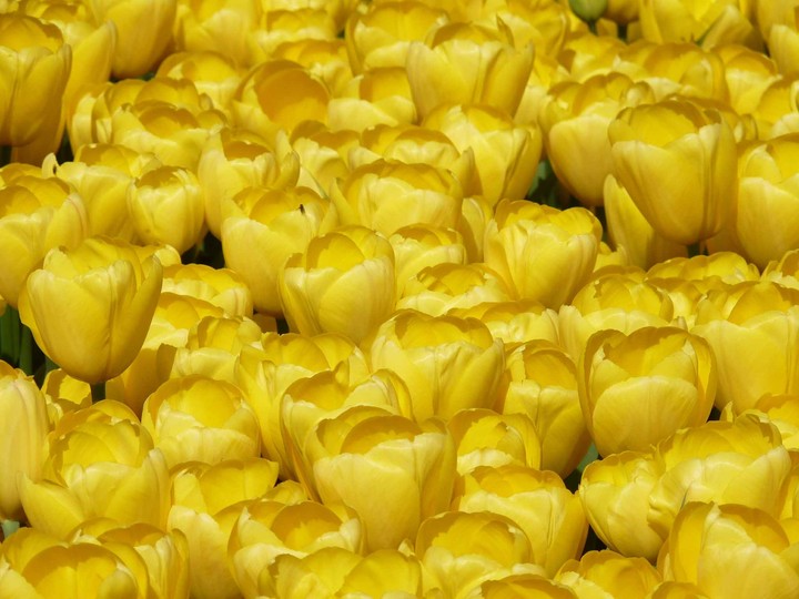 tulip