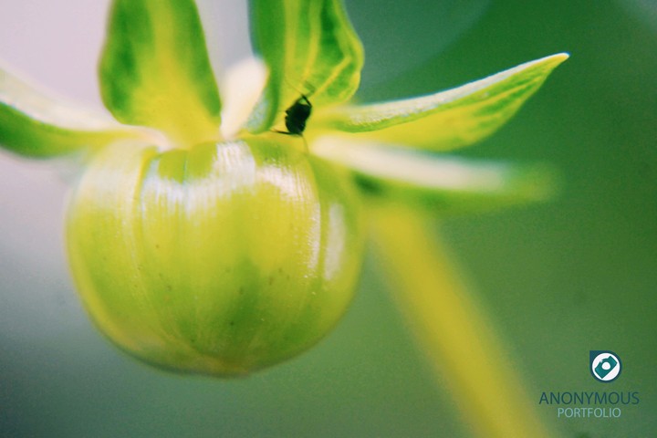 Baby Tomato