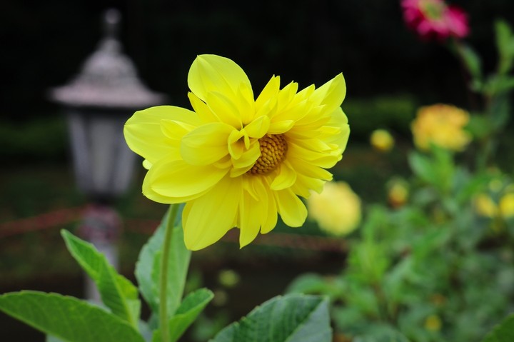 SunFlower