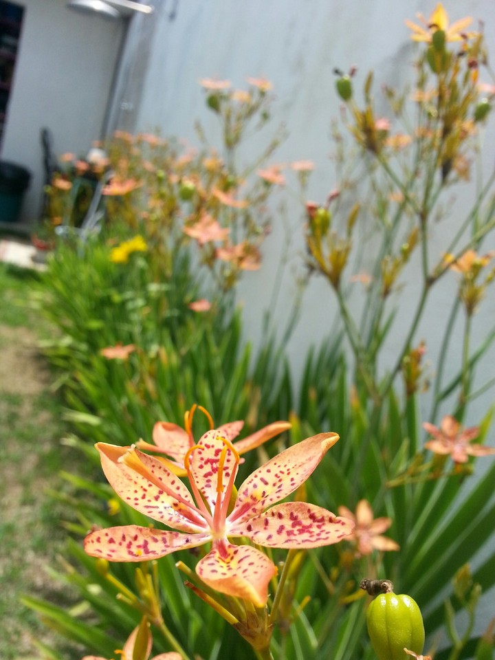 flower