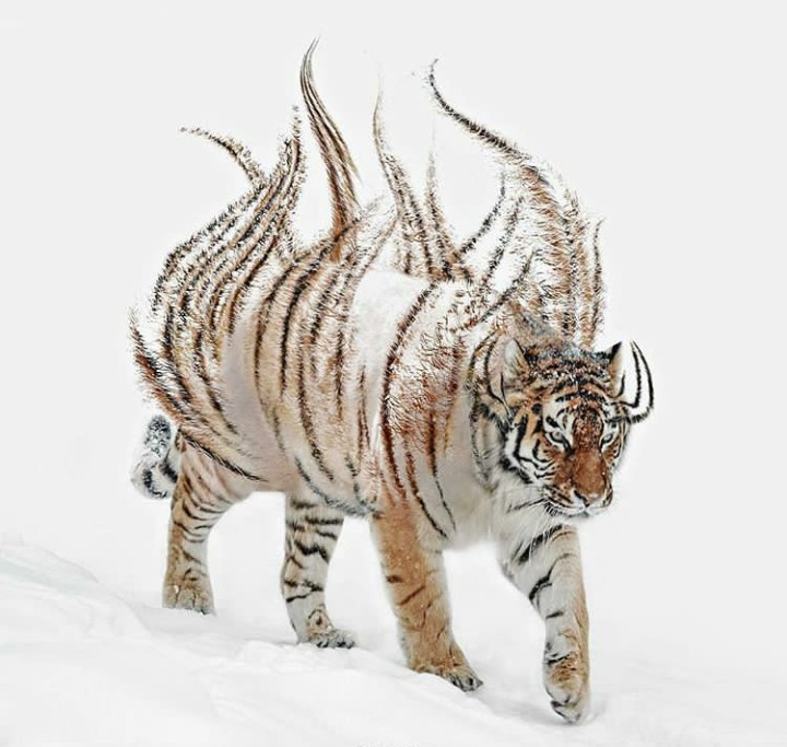 art pic of tiger