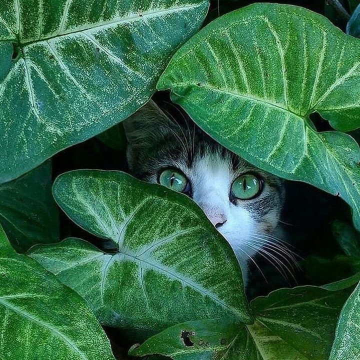 Love Cat ?❤
