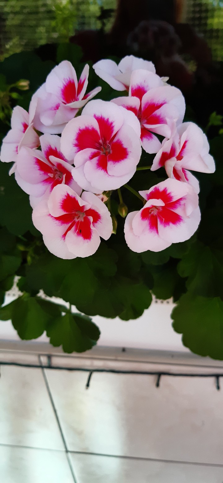 pelargonia