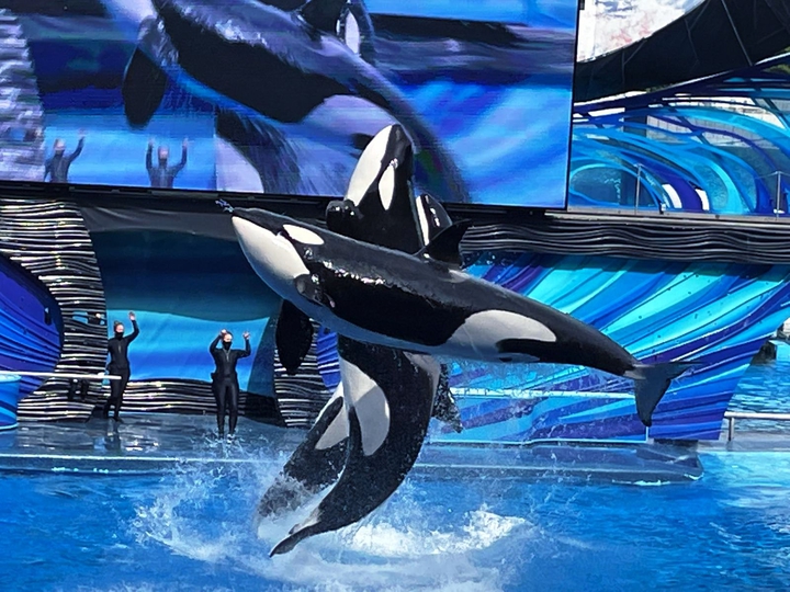 Orca Whales