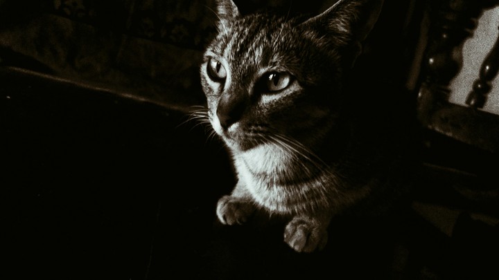 cat..