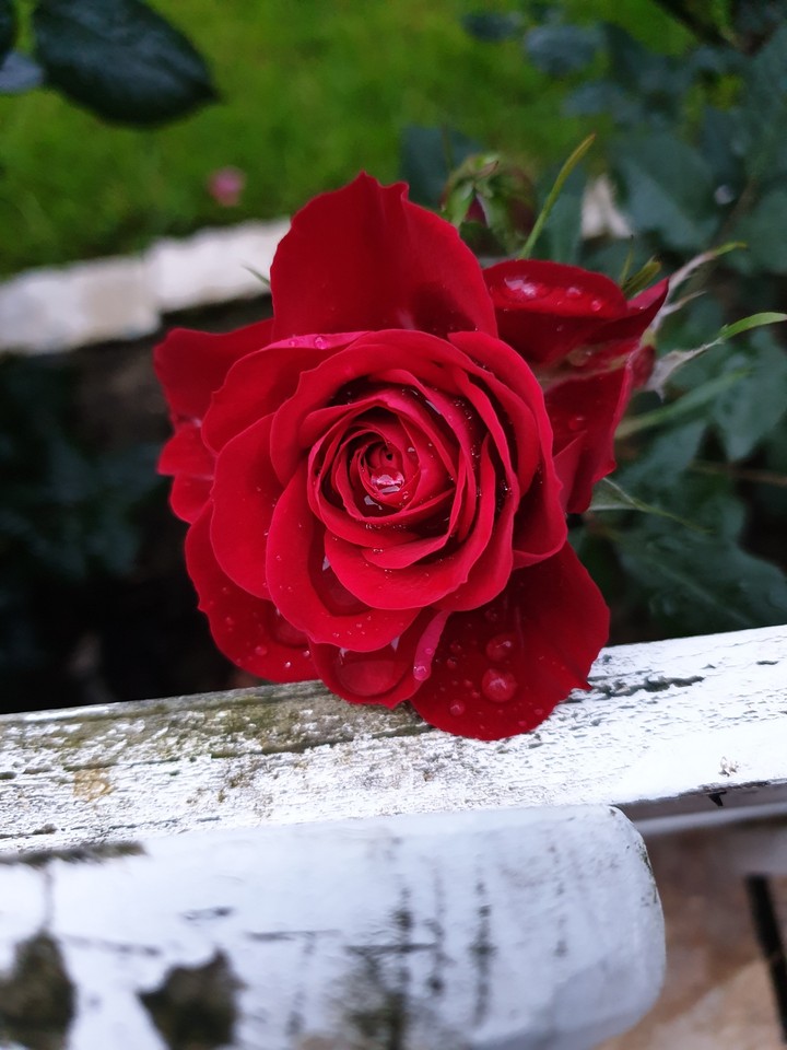 red roses