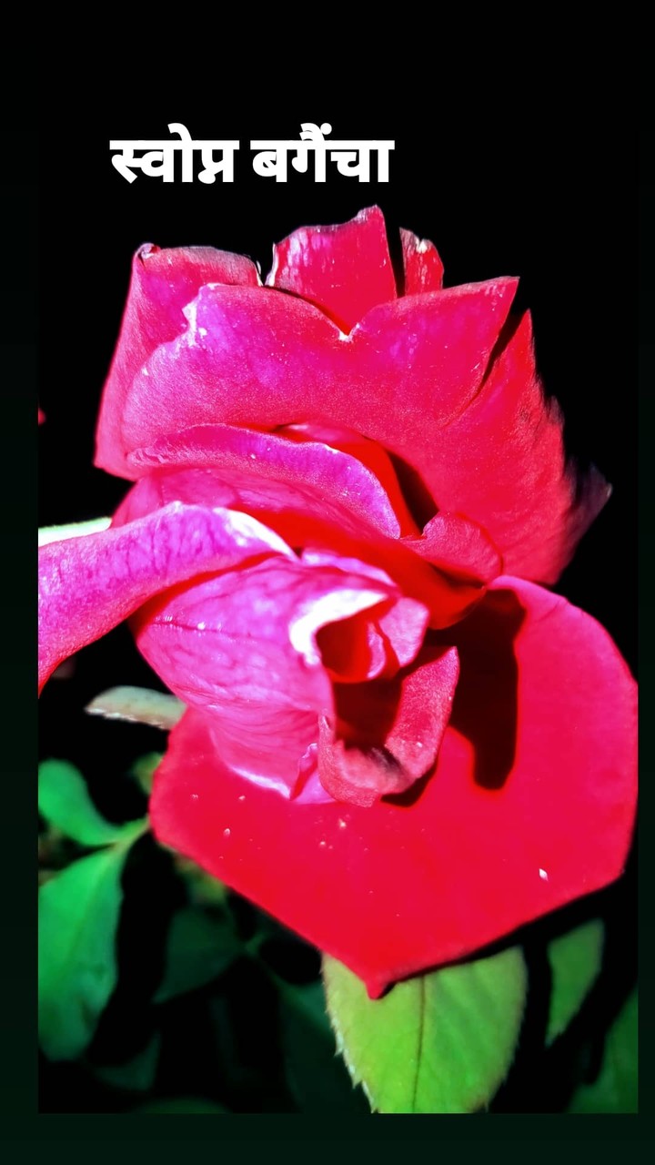 rose