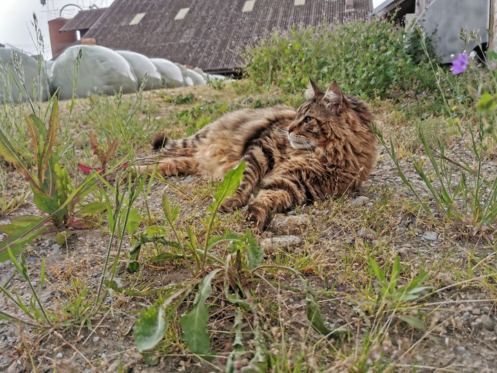 cat