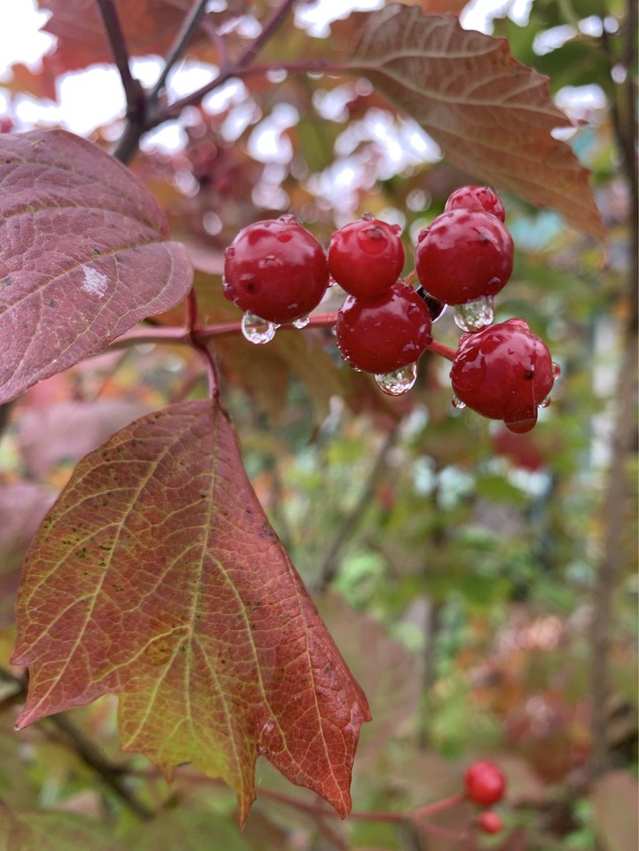 fall