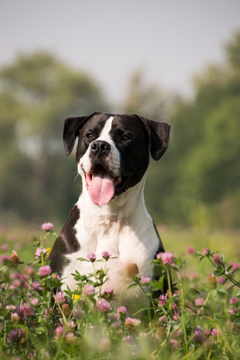 papéis de parede Blossom, canidae