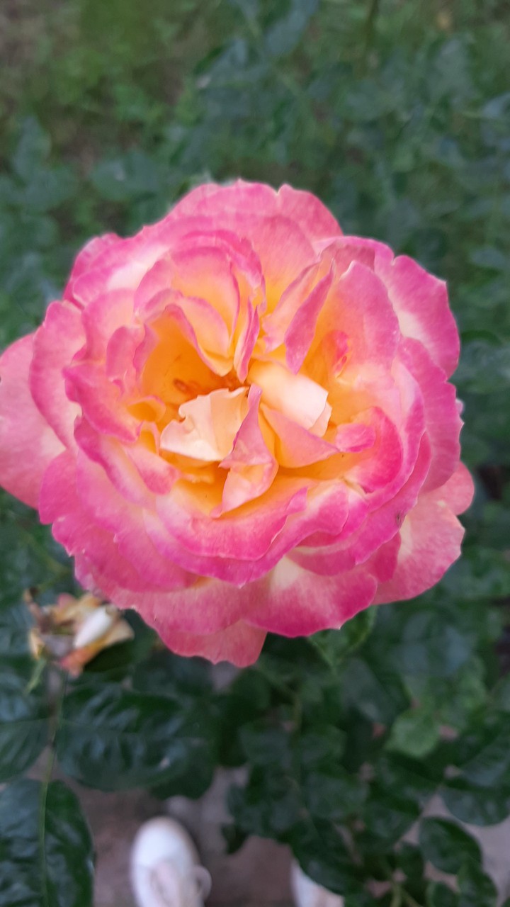 rose