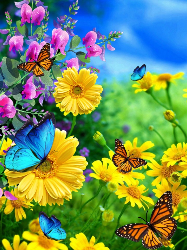 butterfly symphony