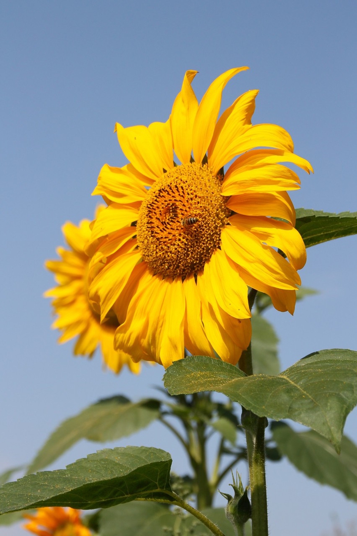 The sunflower turned her face to the sun.