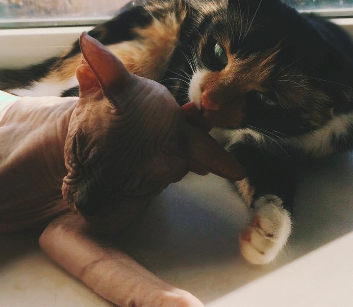 кошки