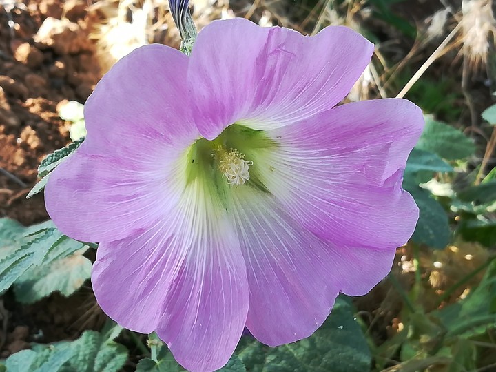 Alcea