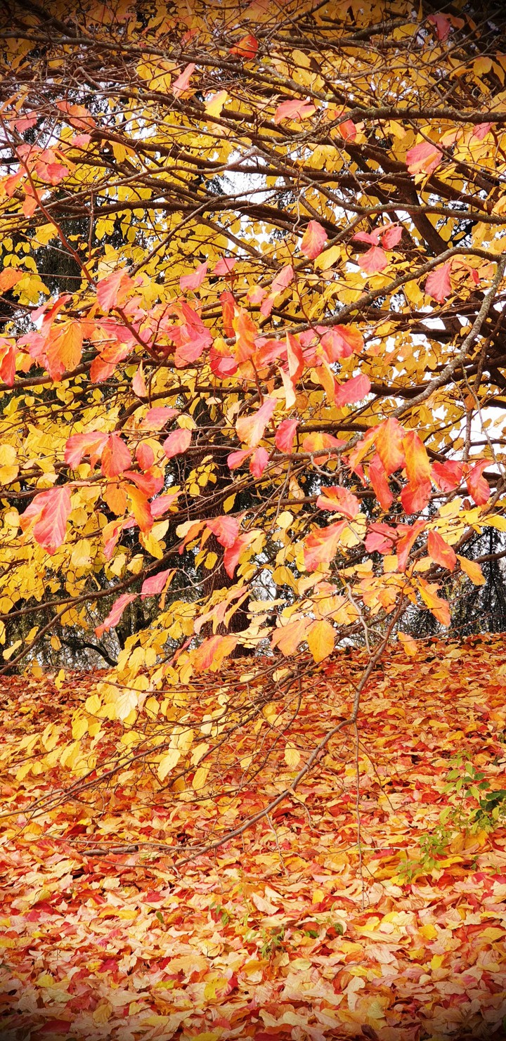 red leaf