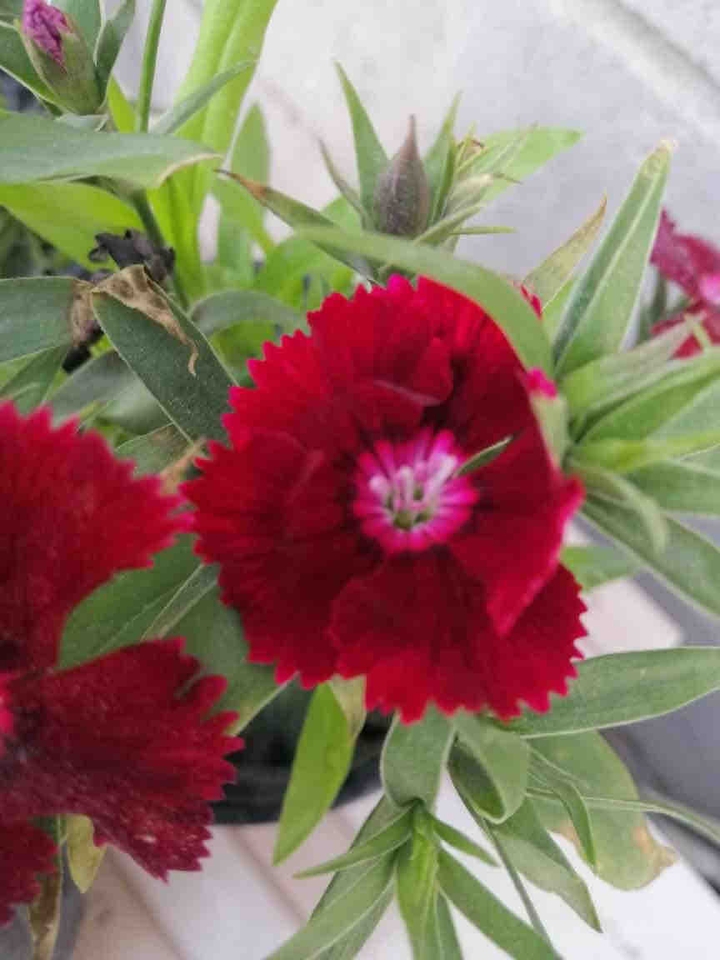 Home garden