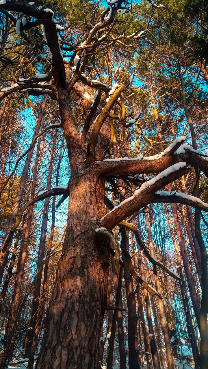 Tree