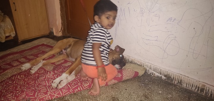 dog lover
