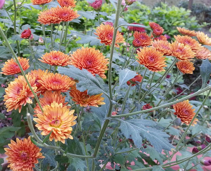 Orange Lively Flowers