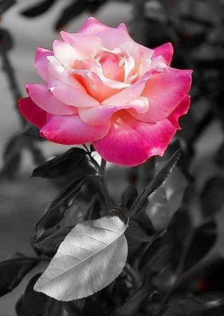 beautiful flower