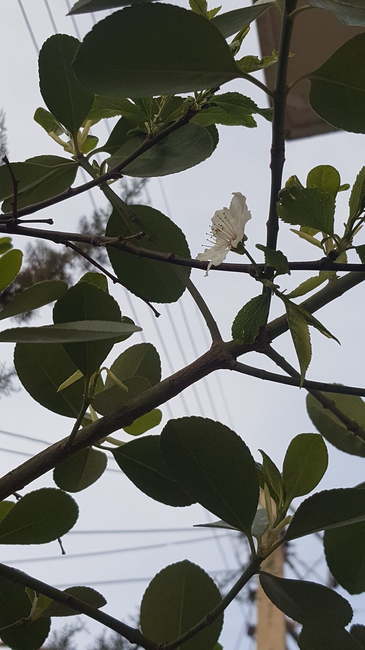 Sky City Blossom