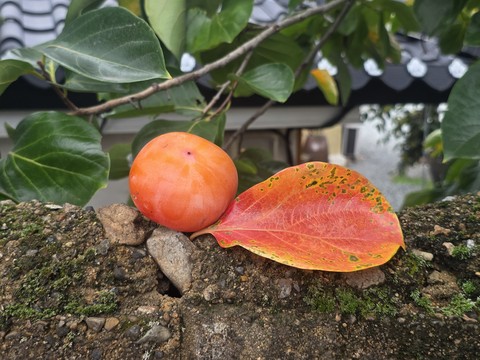 水果, persimmons壁纸