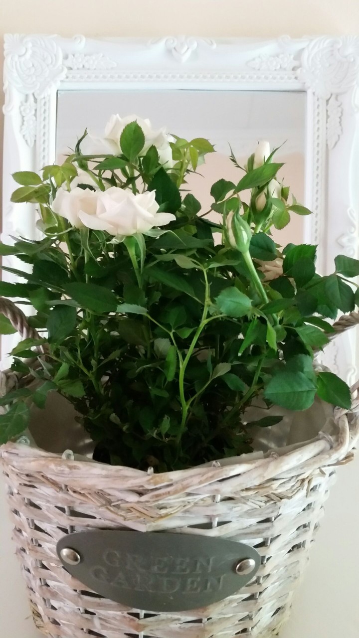 white roses