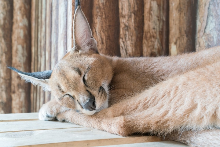 Caracal