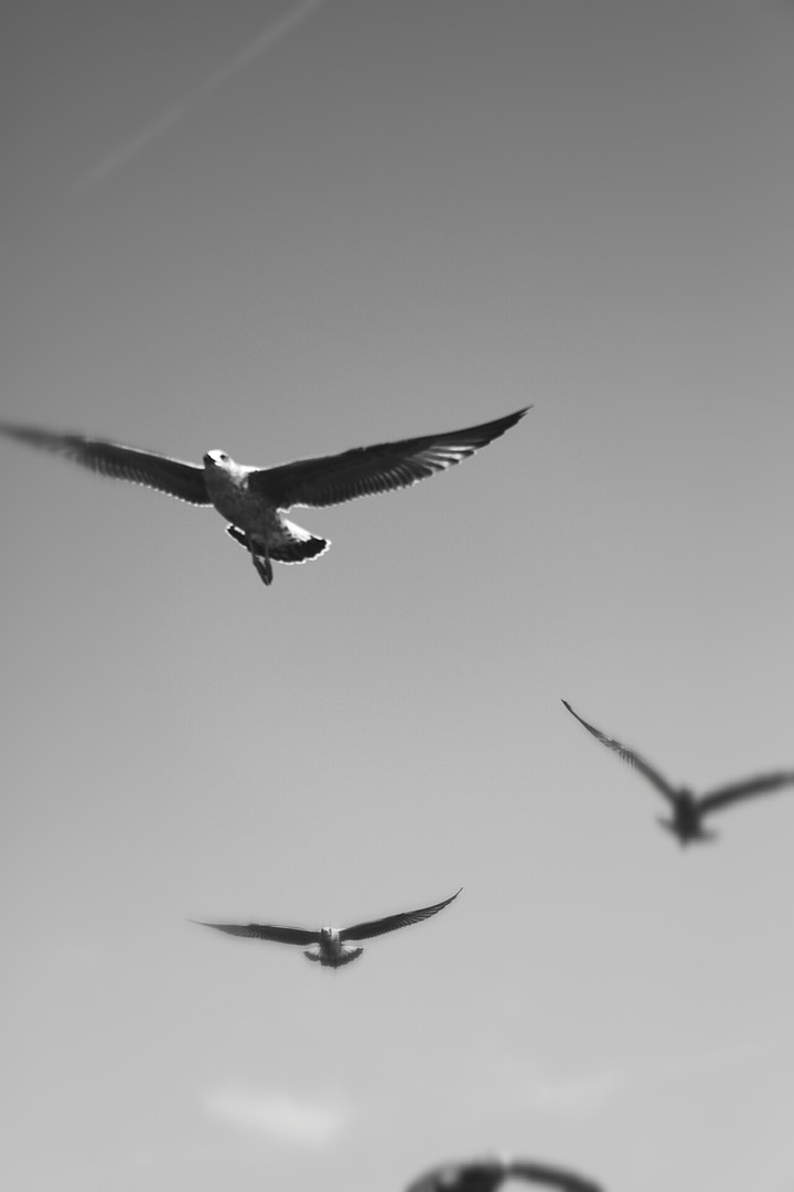 birds