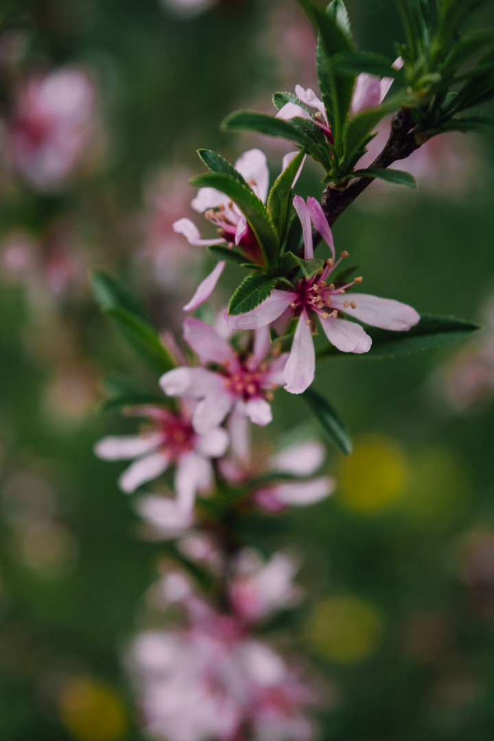 Pink flowers