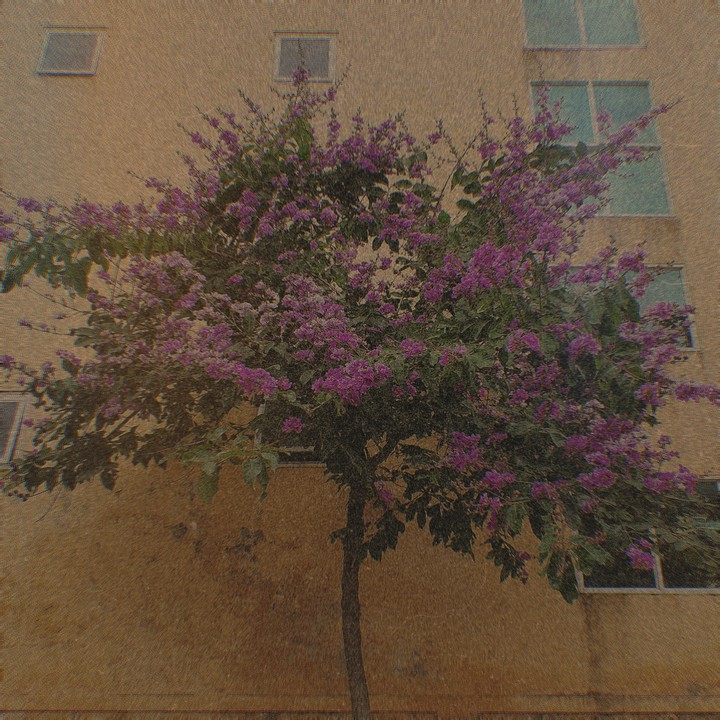 bằng lăng tím