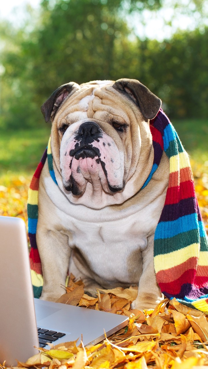 Dog