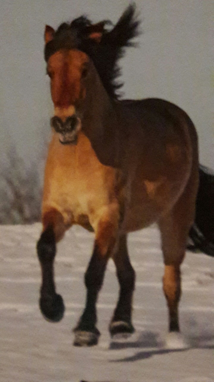pferd