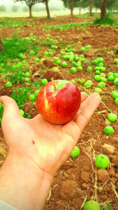 apple doğa
