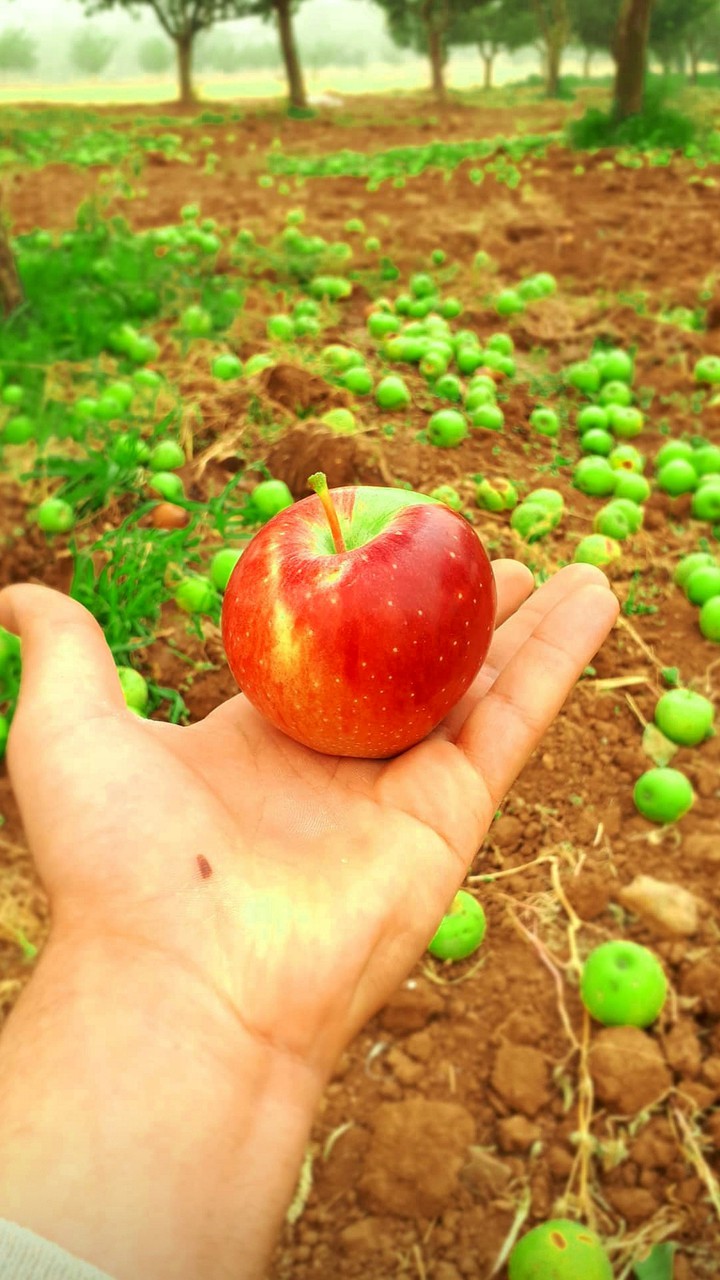 apple doğa