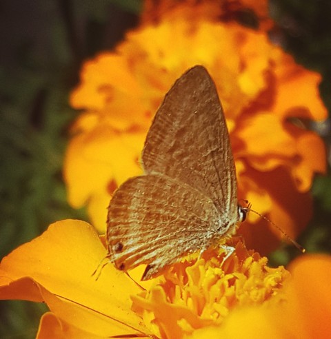 buttergly, beauty वॉलपेपर