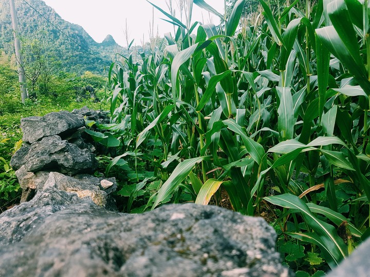 CORN and Rock