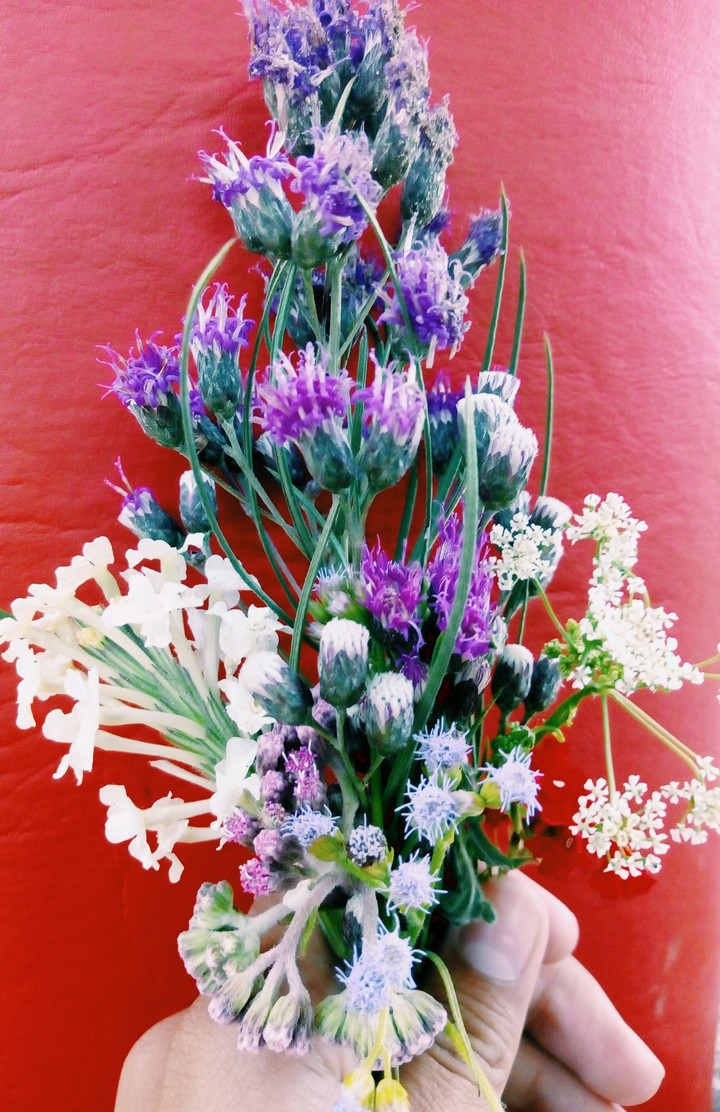 flores silvestres