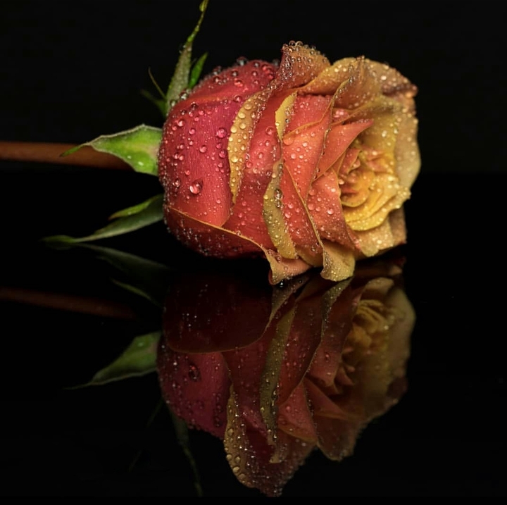 Roses