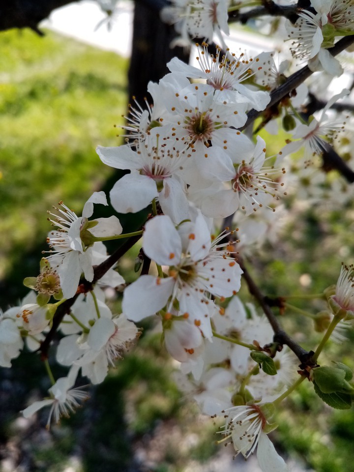 spring