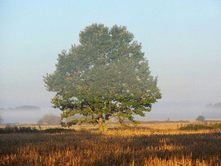 Big tree on the corn field